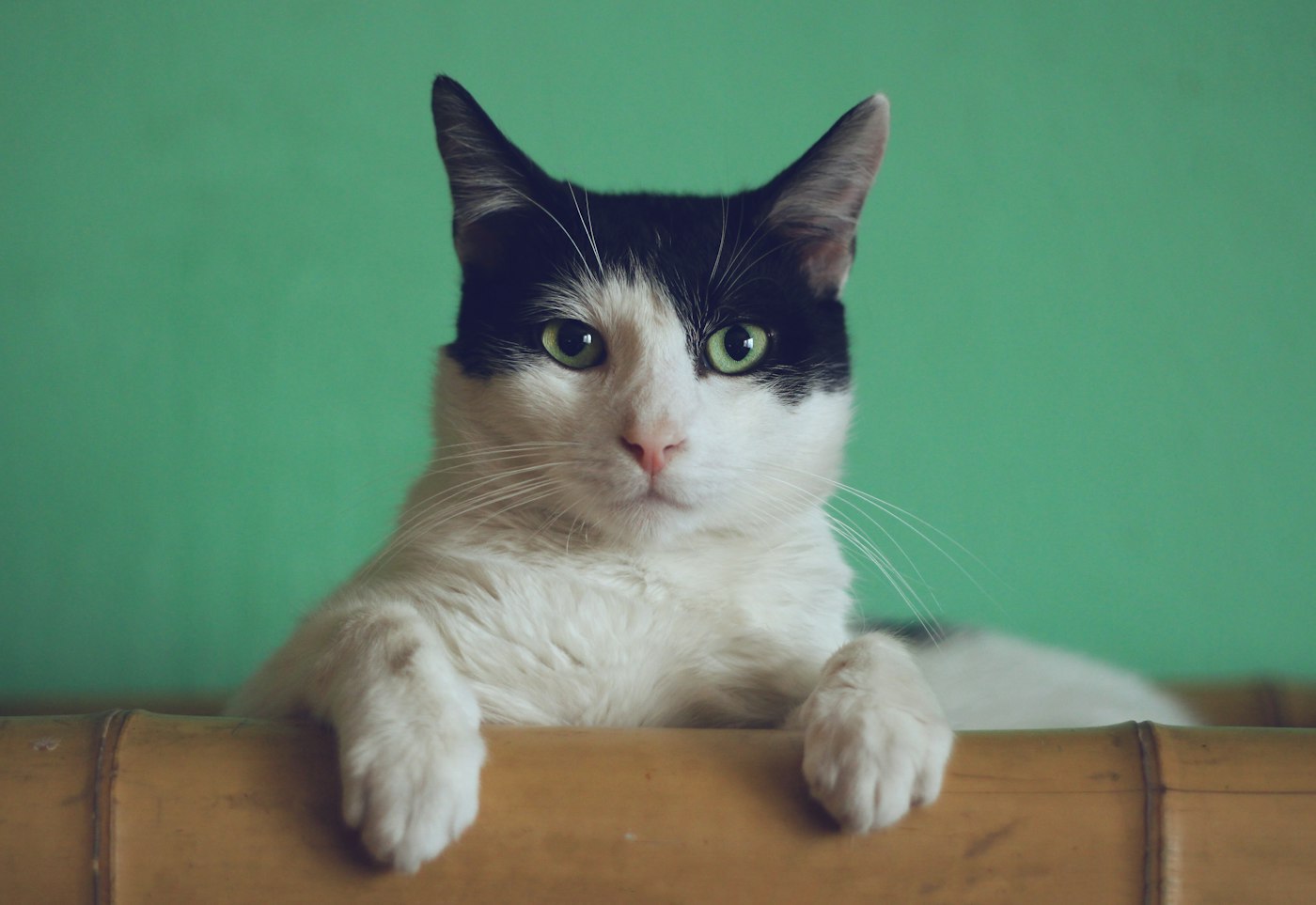 Рыжий кот